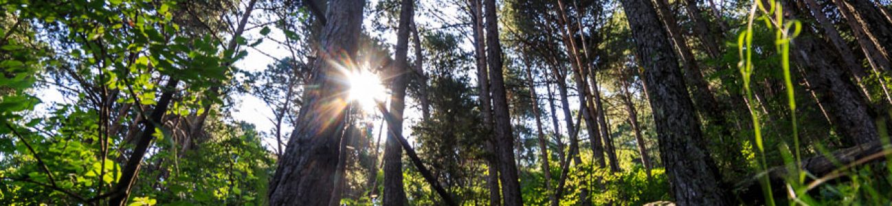 Disfruta de Prat Primer y el Bosc de Palomera