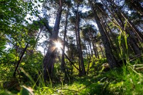 Disfruta de Prat Primer y el Bosc de Palomera