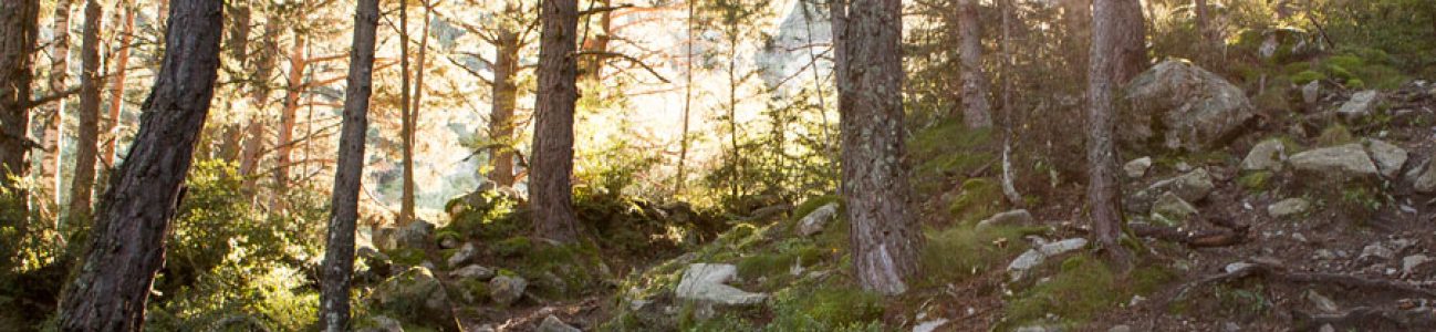 Gaudeix de Prat Primer i el Bosc de Caulla