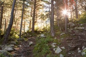 Gaudeix de Prat Primer i el Bosc de Caulla