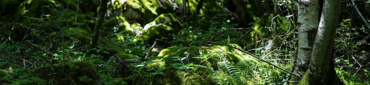 Fes senderisme per la Vall d'Enclar i gaudeix la flora i fauna