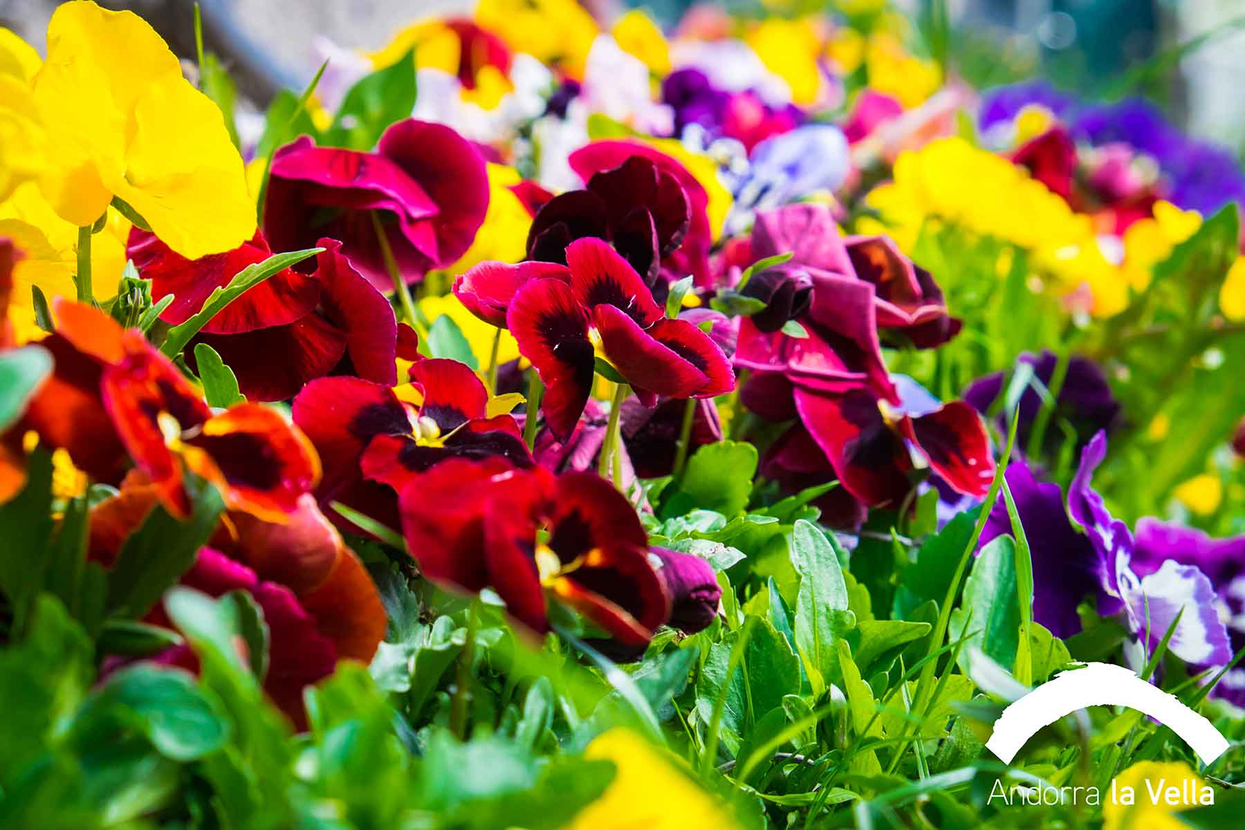 Resultado de imagen de flors primavera