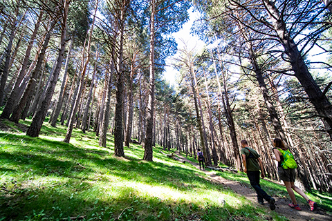 Camí del Bosc de Palomera